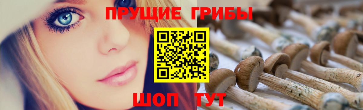 Псилоцибиновые грибы Psilocybe Тула